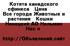 Котята канадского сфинкса › Цена ­ 15 - Все города Животные и растения » Кошки   . Ненецкий АО,Нельмин Нос п.